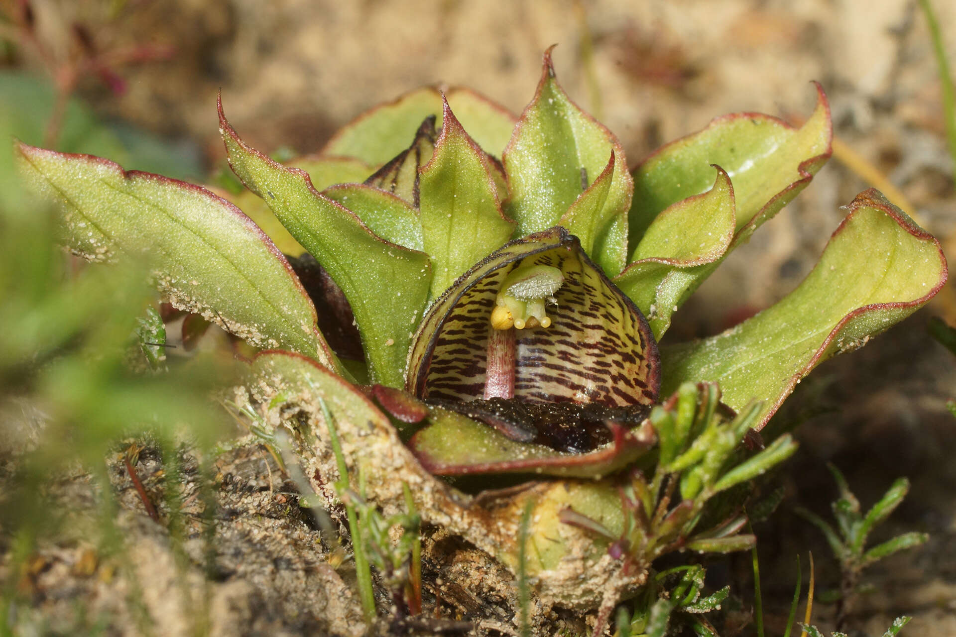 Image of Satyrium pumilum Thunb.