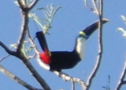 Image of Ramphastos tucanus cuvieri Wagler 1827