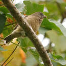 Image de Crithagra rufobrunnea thomensis (Barboza du Bocage 1888)