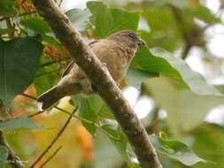 Crithagra rufobrunnea thomensis (Barboza du Bocage 1888) resmi