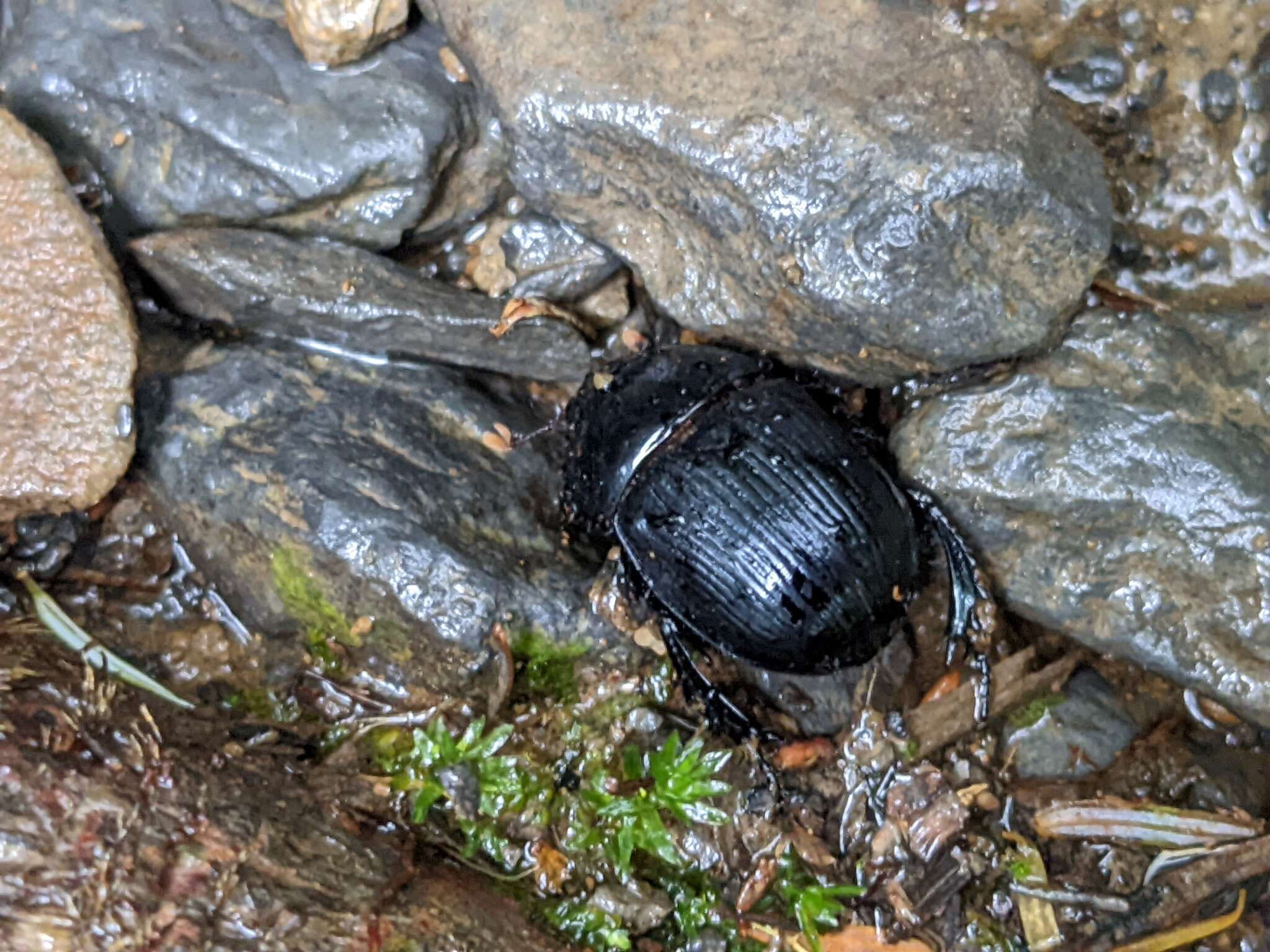 Image of Phelotrupes (Eogeotrupes) formosanus (Miwa 1930)