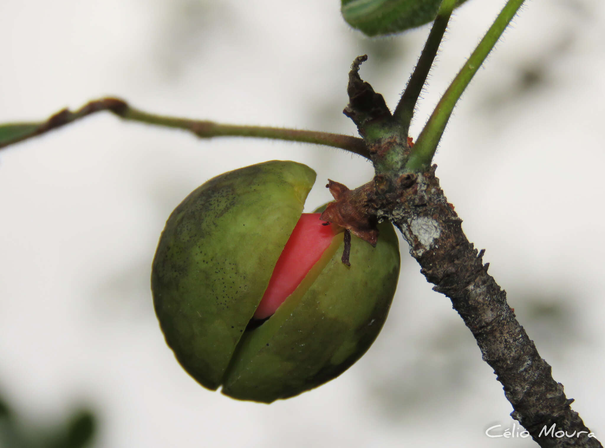 Image of Bursera leptophloeos Mart.