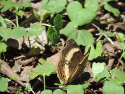 Plancia ëd Junonia terea elgiva Hewitson 1864