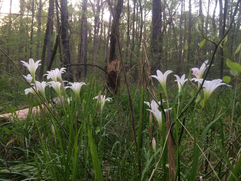 Zephyranthes atamasco (L.) Herb. resmi