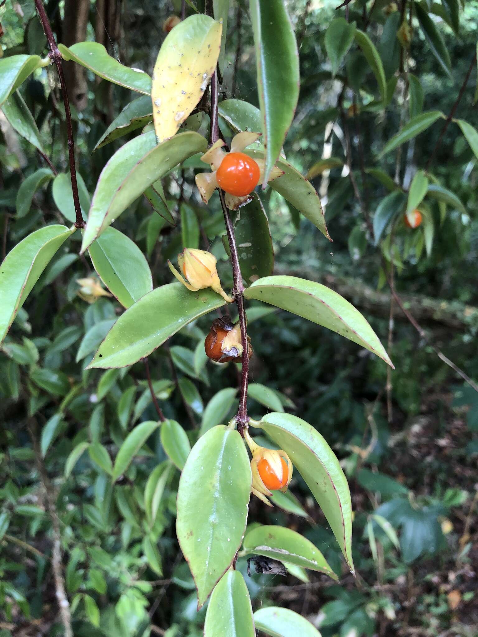 Image of Codonanthe gracilis (Mart.) Hanst.