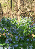 Image of Virginia Bluebell