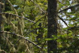 Sivun Vireo solitarius solitarius (Wilson & A 1810) kuva