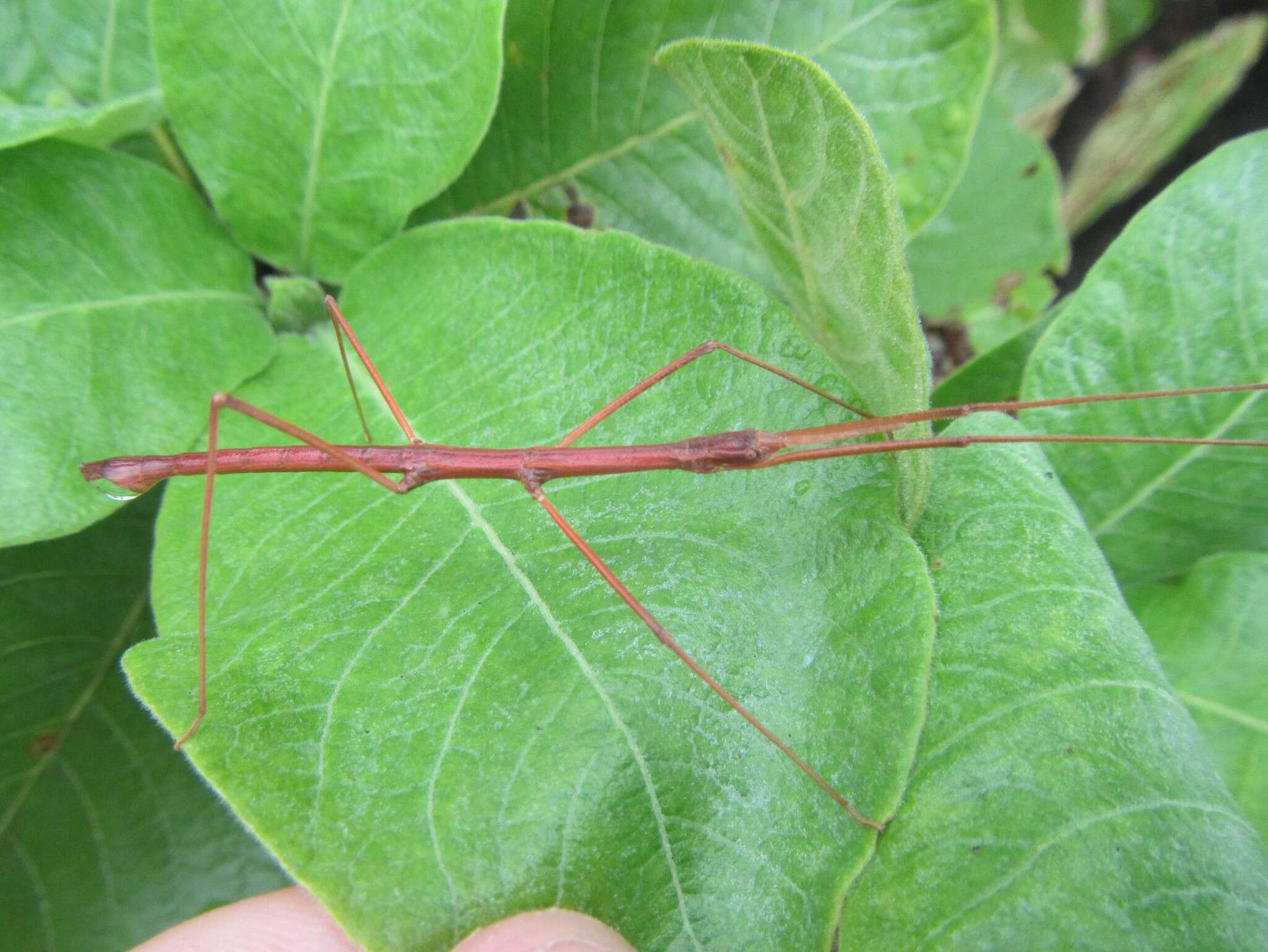 صورة Pachymorpha simplicipes Serville 1838