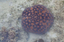 Image of Cushion star