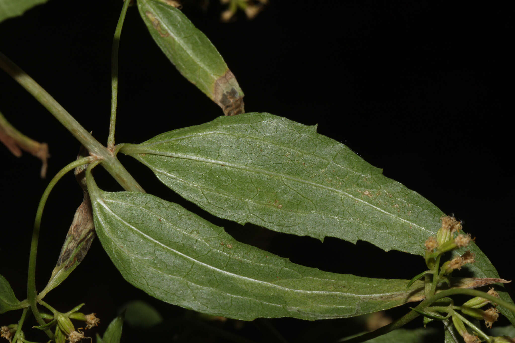 Image of Ophryosporus peruvianus (Gmel.) R. King & H. Rob.