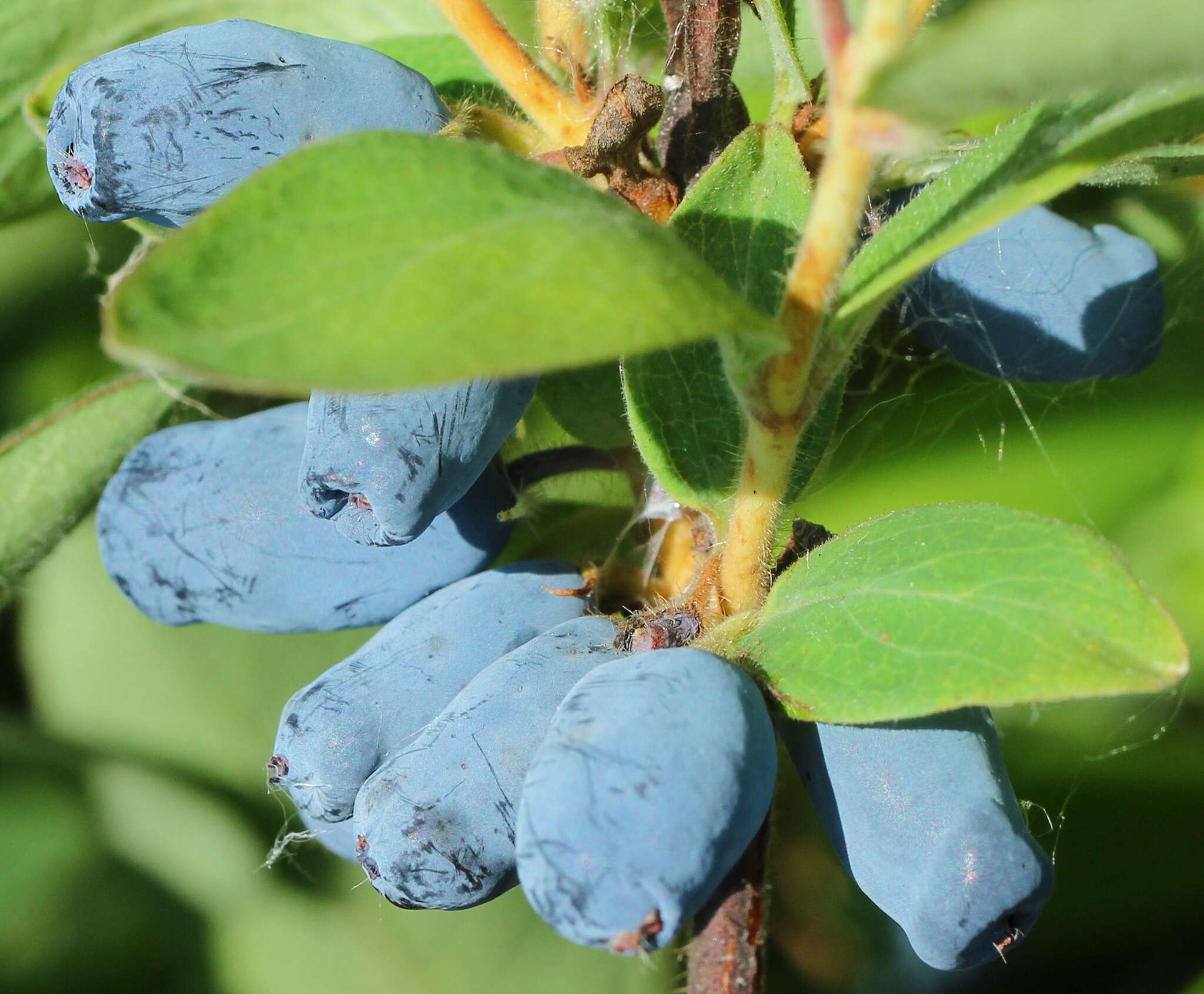 Image of deepblue honeysuckle