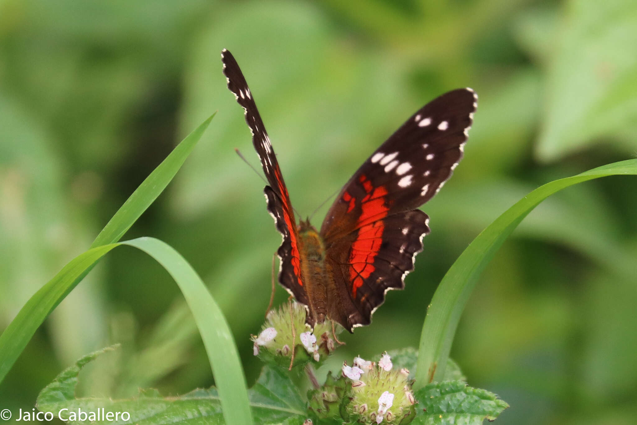 Plancia ëd Anartia amathea Linnaeus 1758