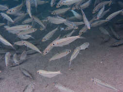 Image of Loose-scaled sardine