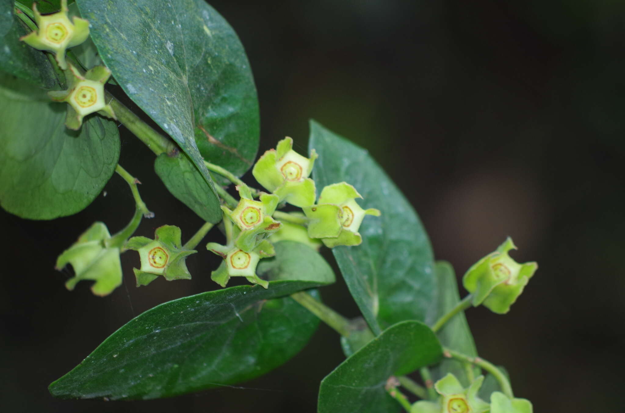 Image of Macleania pentaptera Hørold