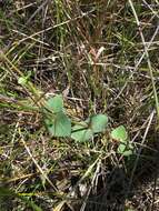 Image of Gonocarpus micranthus subsp. ramosissimus Orchard