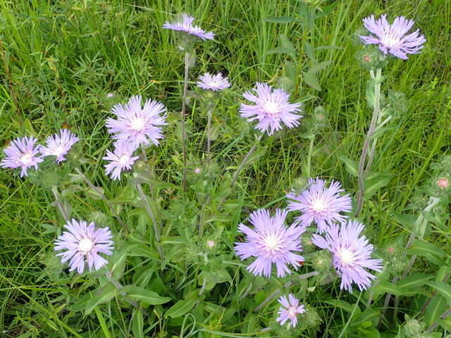 Слика од Stokesia