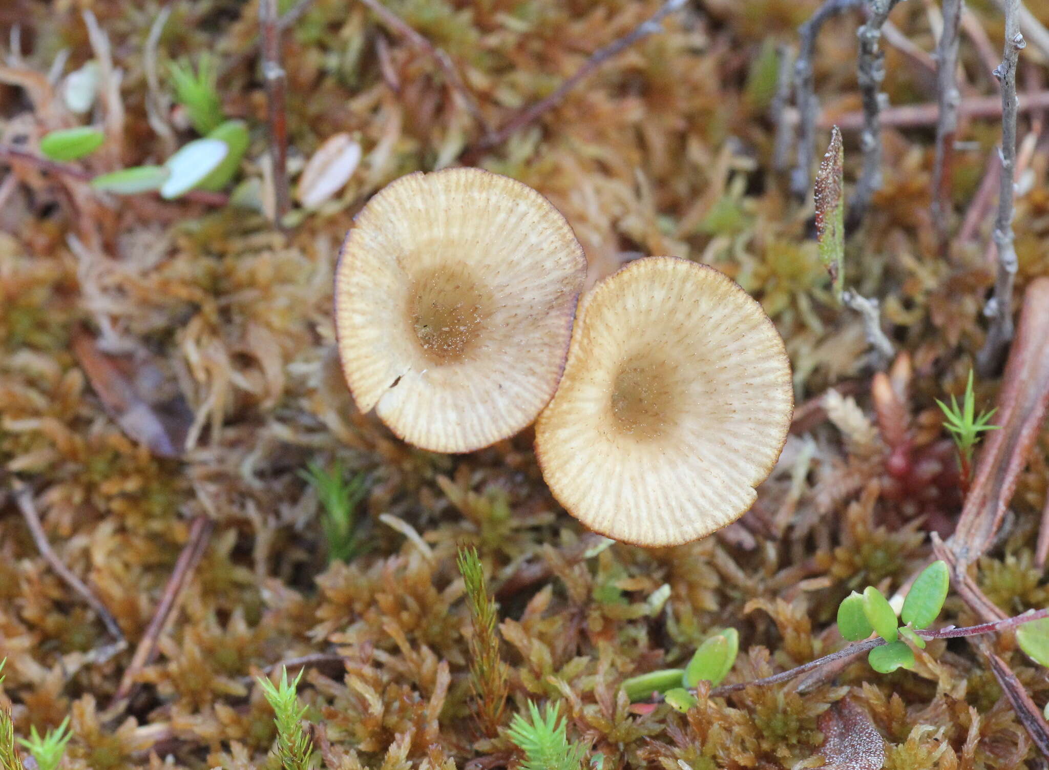 Image of Arrhenia sphagnicola (Berk.) Redhead, Lutzoni, Moncalvo & Vilgalys 2002