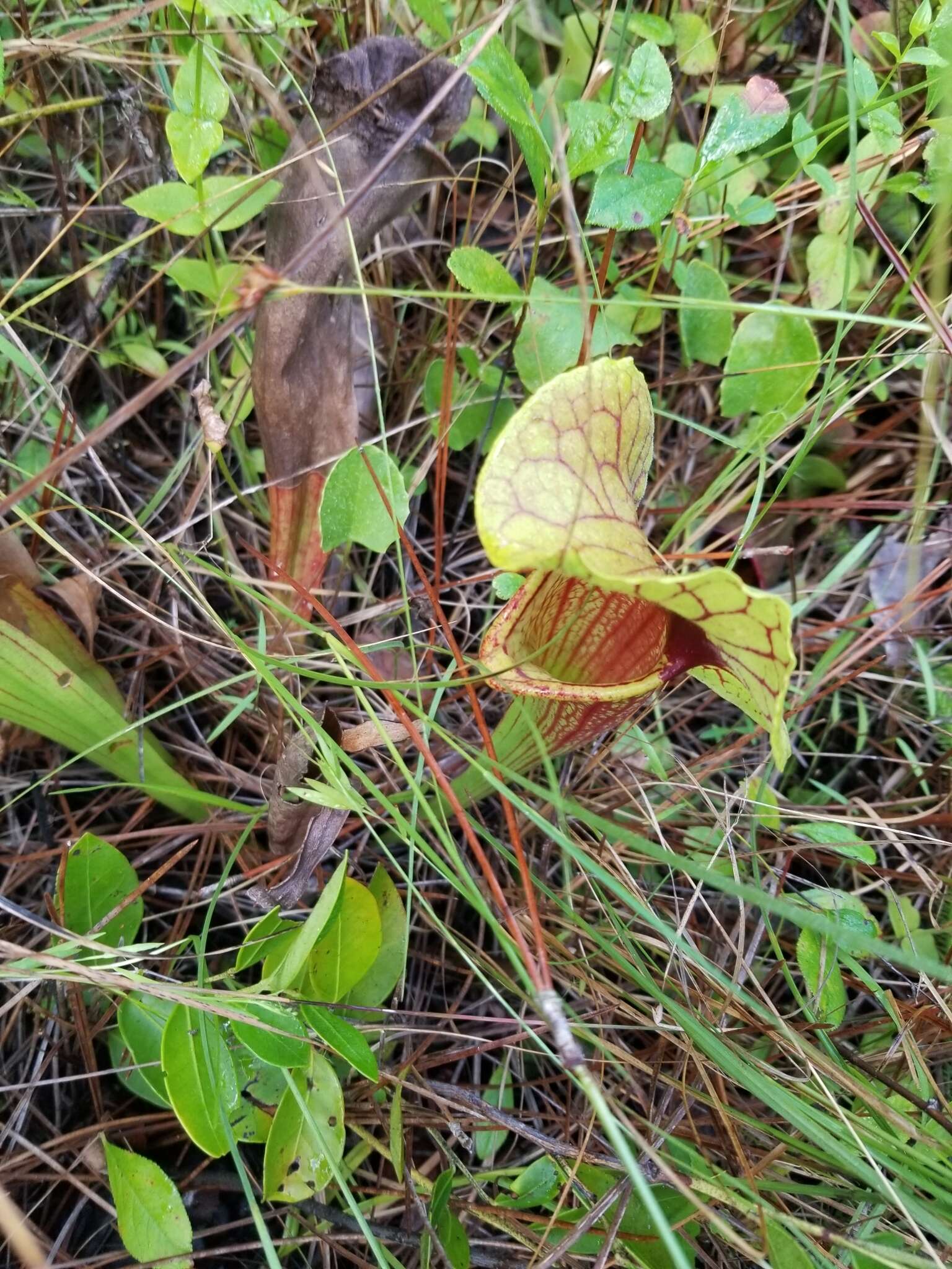 Image of hybrid pitcherplant