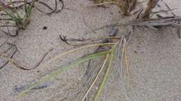 Image of seashore dropseed