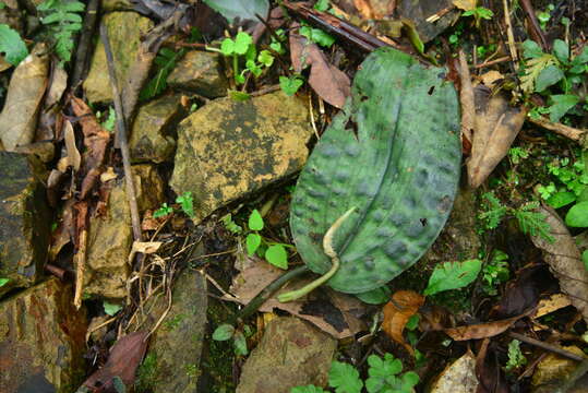 Imagem de Tainia cordifolia Hook. fil.