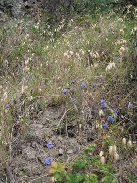 Image of bluehead gilia