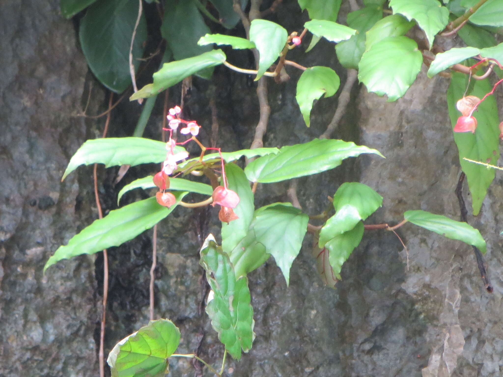 Слика од Begonia boisiana Gagnep.