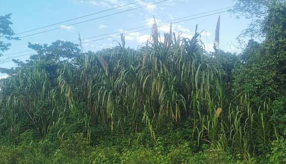 Image of wildcane