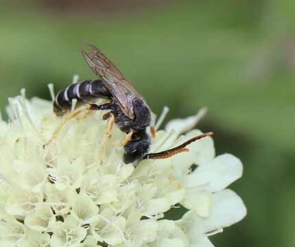 Image of Halictus simplex Blüthgen 1923