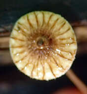 Image of Crinipellis procera G. Stev. 1964