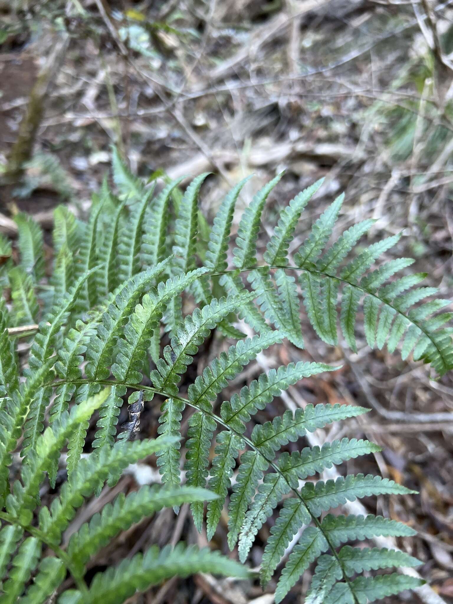 Image of Pacific Wood Fern