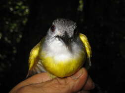 Image of Yellow-bellied Bulbul