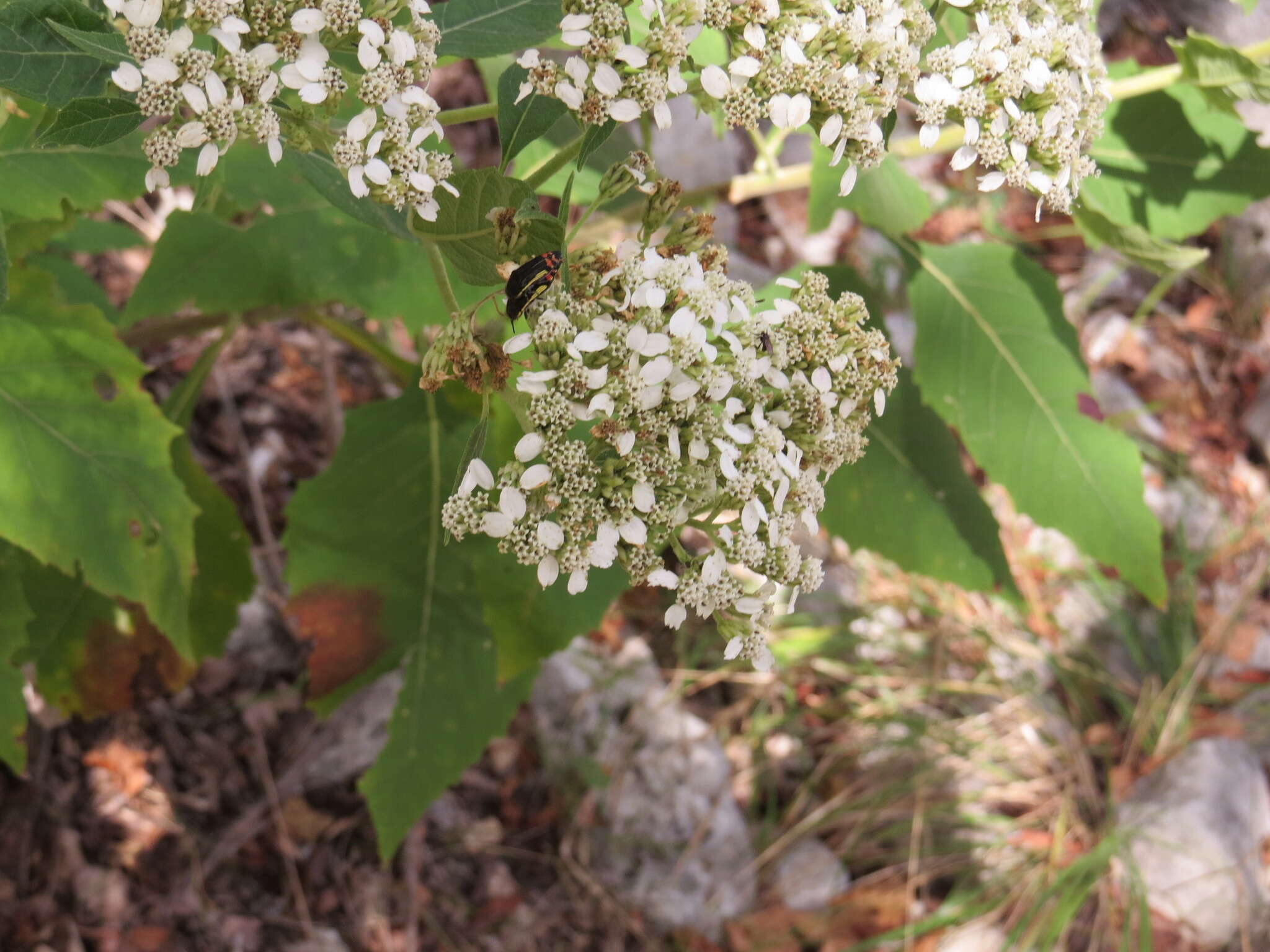 Imagem de Acmaeodera flavomarginata (Gray 1832)