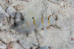 Image of Randall's prawn goby