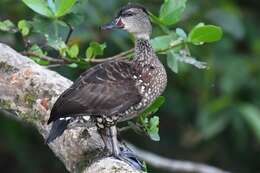 Image of Spotted Whistling Duck