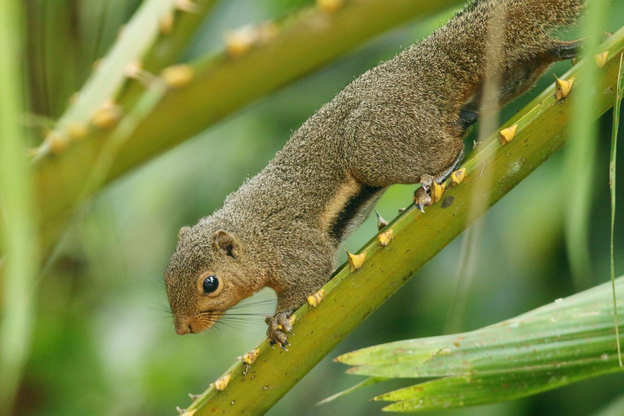 Imagem de Callosciurus nigrovittatus (Horsfield 1823)