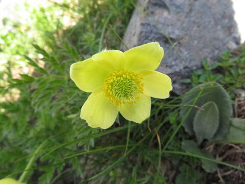 Image of Pulsatilla alpina subsp. apiifolia (Scop.) Nyman