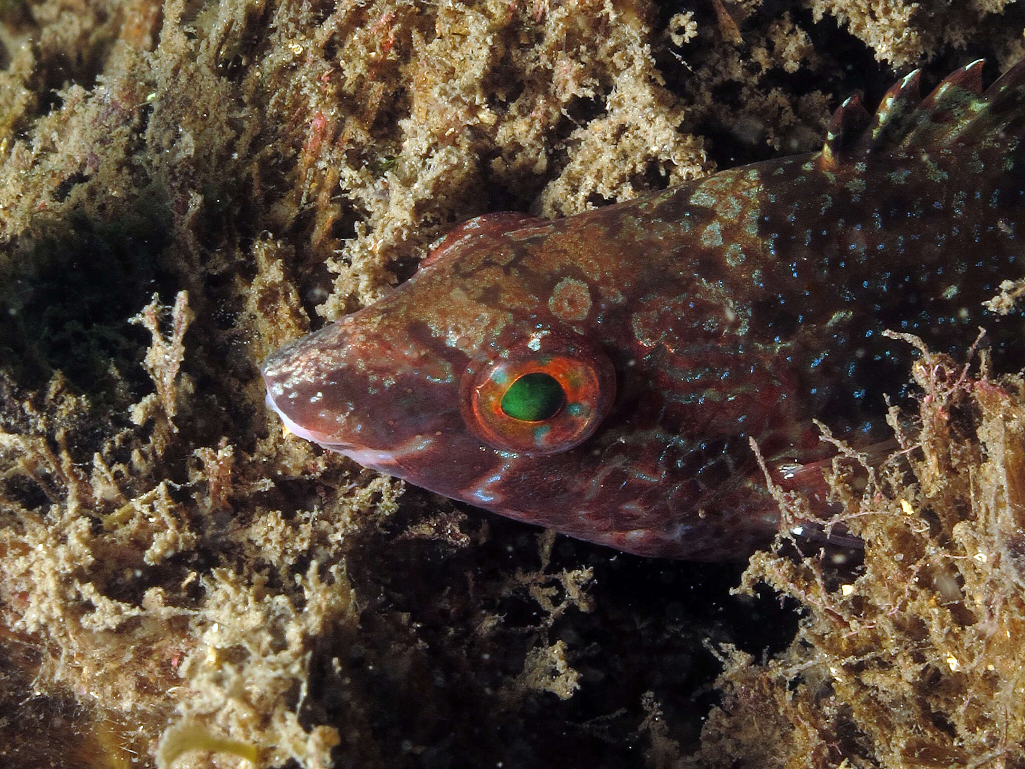 Image of Grey Wrasse