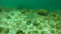 Image of Pacific porgy