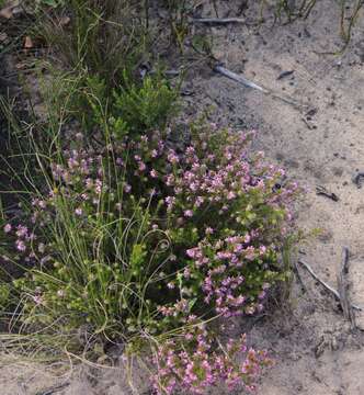 Image of Erica dispar (N. E. Br.) E. G. H. Oliver