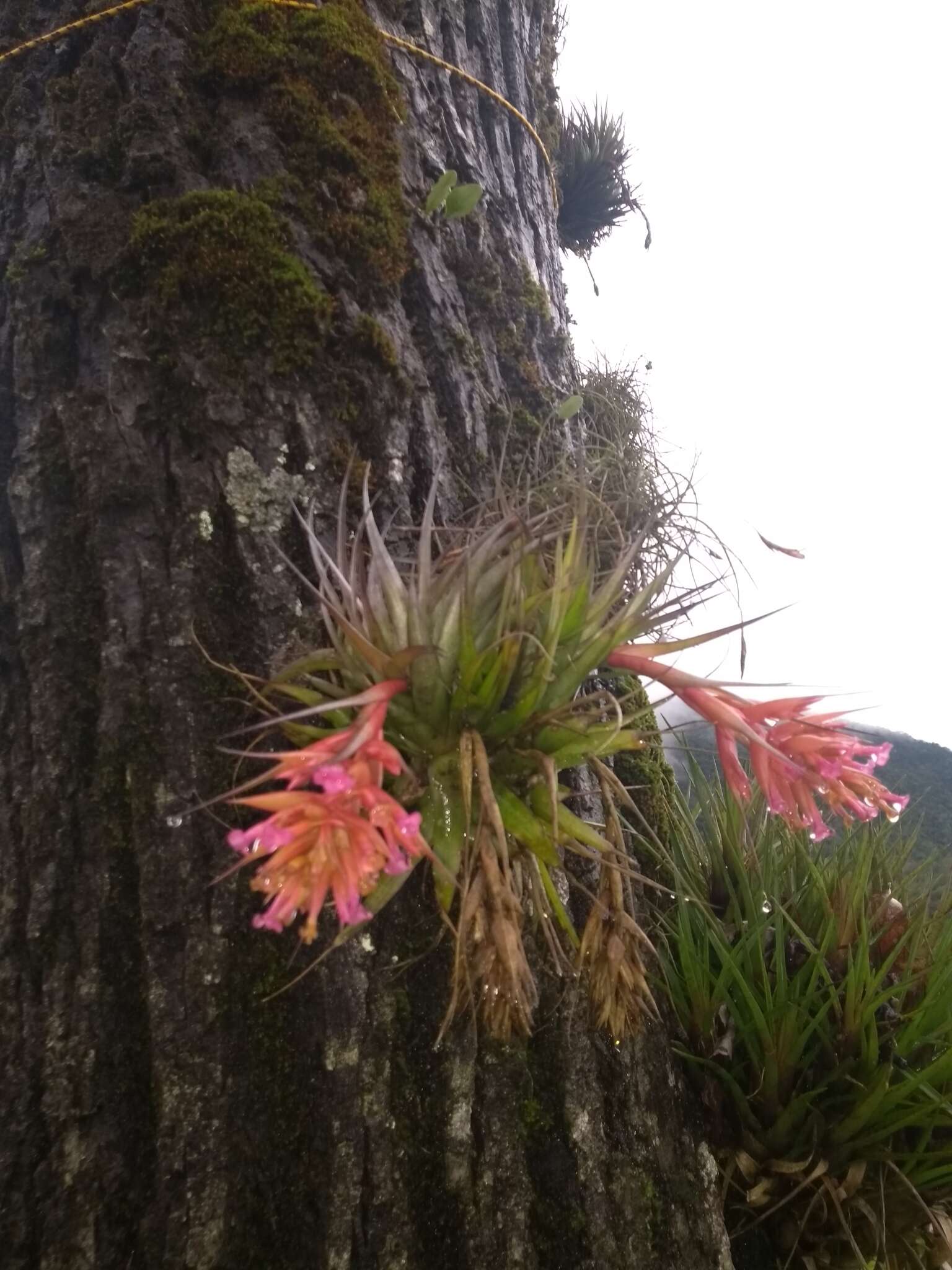 Image of Tillandsia geminiflora Brongn.