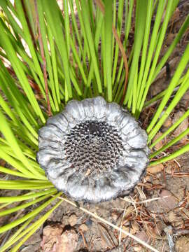 Image of Protea lorea R. Br.