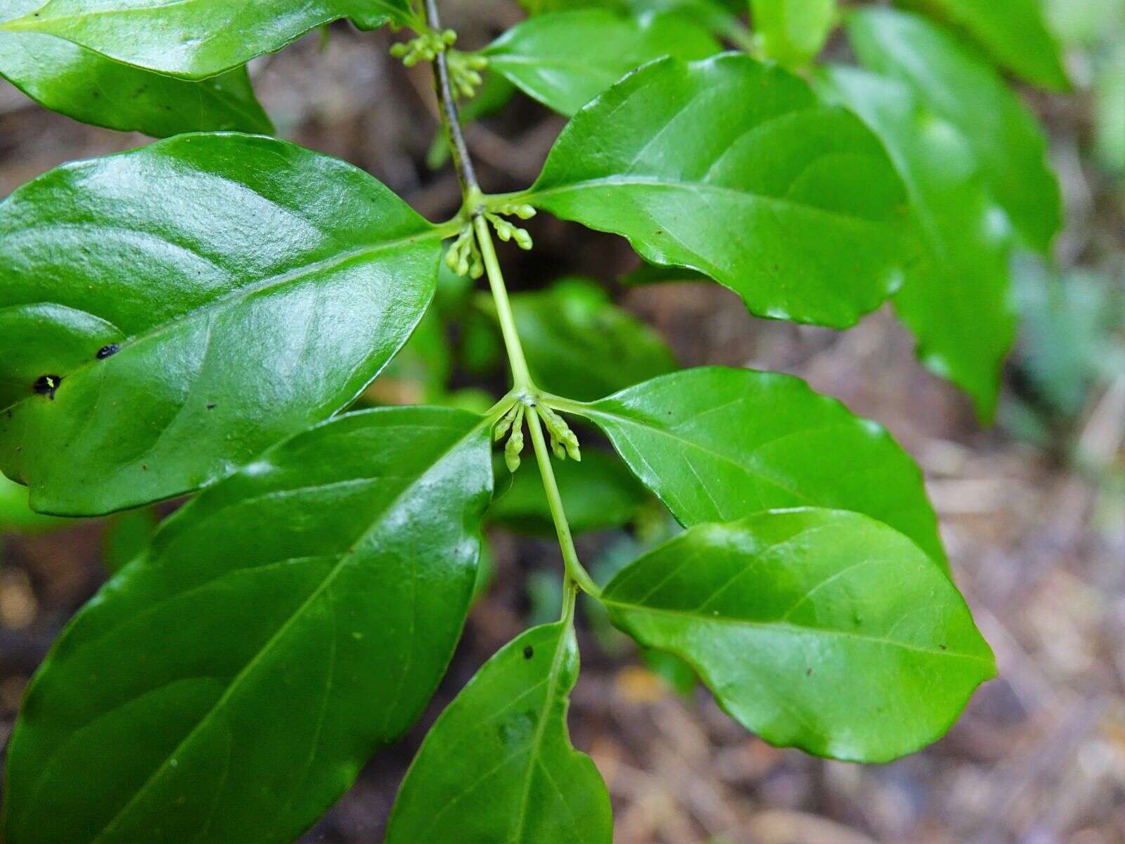 صورة Geniostoma ligustrifolium var. ligustrifolium