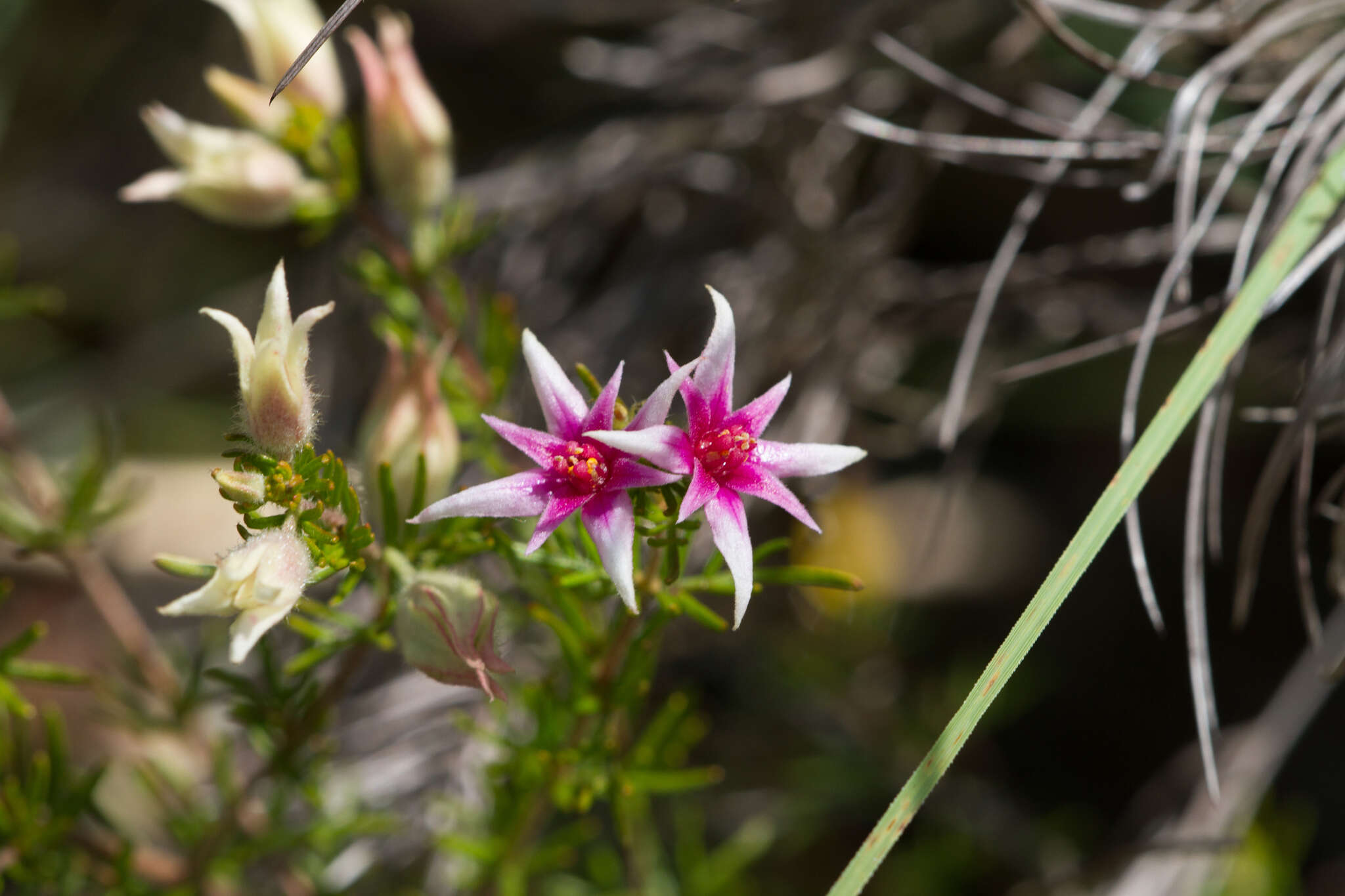 Image of Boronia lanuginosa Endl.