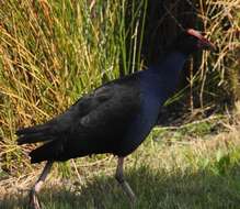 Image of Australasian Swamphen