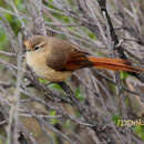 Image of Tawny Tit-Spinetail