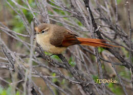 Image of Tawny Tit-Spinetail