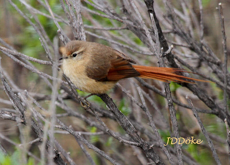 Image of Tawny Tit-Spinetail