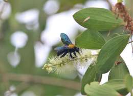 Imagem de Xylocopa flavonigrescens Smith 1854