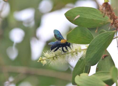 Image of Xylocopa flavonigrescens Smith 1854