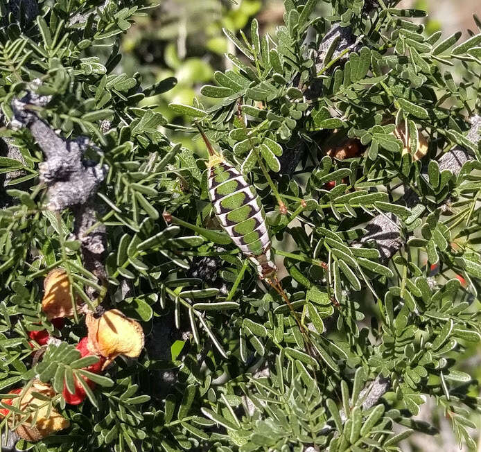 Image of Mountain-dwelling Short-winged Katydid